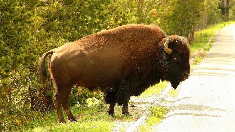 Yellowstone Glamping